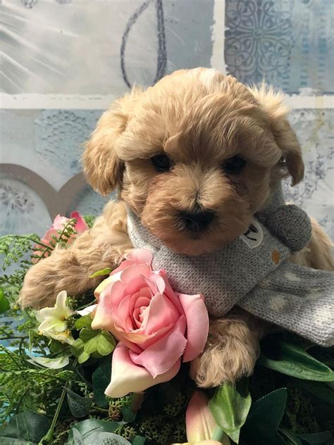 maltipoo breeders in maryland|maltese puppies maryland.